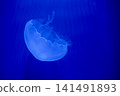 Purple striped Jellyfish. Medusa in the neon light in Aquarium 141491893