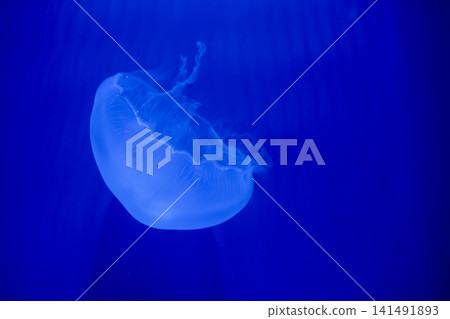 Purple striped Jellyfish. Medusa in the neon light in Aquarium Purple striped Jellyfish. Medusa in the neon light in Aquarium 141491893