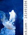 Purple striped Jellyfish. Medusa in the neon light in Aquarium 141491894
