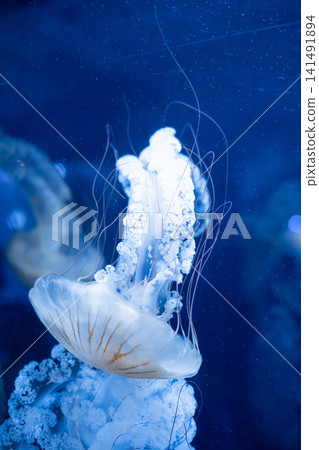 Purple striped Jellyfish. Medusa in the neon light in Aquarium Purple striped Jellyfish. Medusa in the neon light in Aquarium 141491894