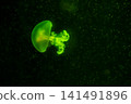 Purple striped Jellyfish. Medusa in the neon light in Aquarium 141491896