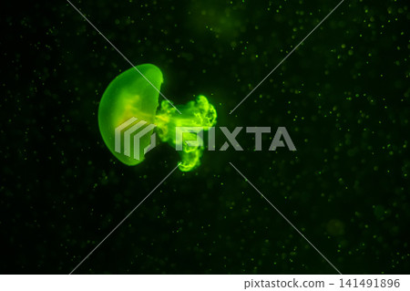 Purple striped Jellyfish. Medusa in the neon light in Aquarium Purple striped Jellyfish. Medusa in the neon light in Aquarium 141491896