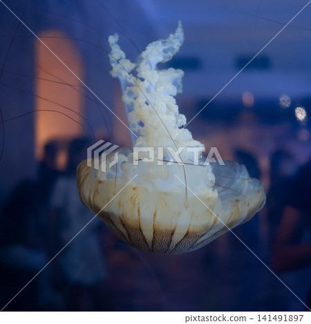 Purple striped Jellyfish. Medusa in the neon light in Aquarium Purple striped Jellyfish. Medusa in the neon light in Aquarium 141491897