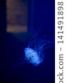 Purple striped Jellyfish. Medusa in the neon light in Aquarium 141491898