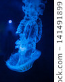 Purple striped Jellyfish. Medusa in the neon light in Aquarium 141491899