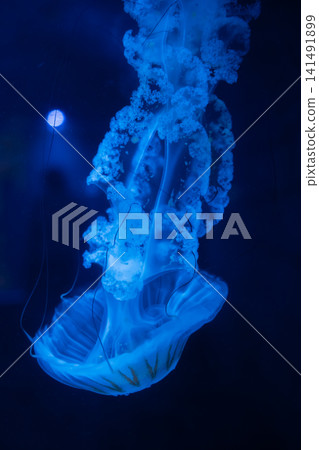 Purple striped Jellyfish. Medusa in the neon light in Aquarium Purple striped Jellyfish. Medusa in the neon light in Aquarium 141491899