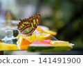 Neon butterfly Stock Photo 141491900