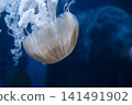 Purple striped Jellyfish. Medusa in the neon light in Aquarium 141491902