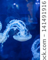 Purple striped Jellyfish. Medusa in the neon light in Aquarium 141491916