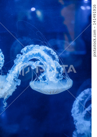 Purple striped Jellyfish. Medusa in the neon light in Aquarium Purple striped Jellyfish. Medusa in the neon light in Aquarium 141491916