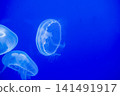 Purple striped Jellyfish. Medusa in the neon light in Aquarium 141491917