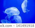 Purple striped Jellyfish. Medusa in the neon light in Aquarium 141491918