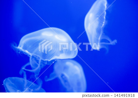 Purple striped Jellyfish. Medusa in the neon light in Aquarium Purple striped Jellyfish. Medusa in the neon light in Aquarium 141491918