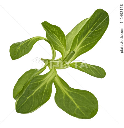 Corn salad fresh green leaves isolated on white background with clipping path Corn salad fresh green leaves isolated on white background with clipping path 141492138