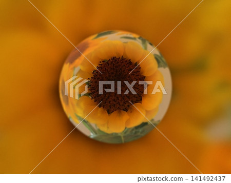 Sun Flower Sun Flower 141492437
