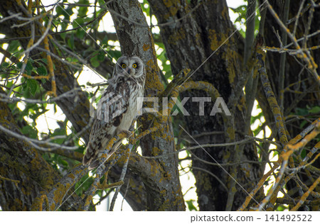 A wild owl sitting on a branch 141492522