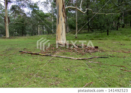 Fallen tree bark lying in a grassy field in a campground in the Blue Mountains Fallen tree bark lying in a grassy field in a campground in the Blue Mountains 141492523