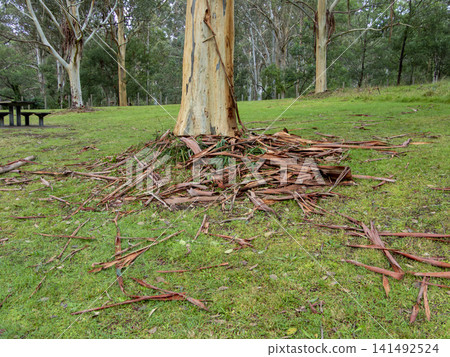 Fallen tree bark lying in a grassy field in a campground in the Blue Mountains 141492524