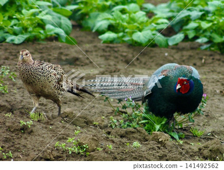 Japanese wild birds. Japanese black swan. A pair of pheasants. Japanese wild birds. Japanese black swan. A pair of pheasants. 141492562