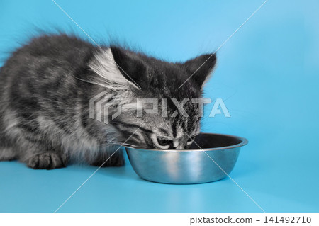 Feeding a Kitten. Kitten Food Types and Schedule. Choosing the right food for your kitten. Nutrition supports her growth, development and can even affect her behavior. Feeding a Kitten. Kitten Food Types and Schedule. Choosing the right food for your kitten. Nutrition supports her growth, development and can even affect her behavior. 141492710