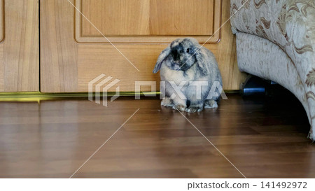A domestic rabbit sits still on a wooden floor, close-up framing emphasizes its eye and natural fur pattern with warm tones. The image highlights peaceful home atmosphere and importance of caring for A domestic rabbit sits still on a wooden floor, close-up framing emphasizes its eye and natural fur pattern with warm tones. The image highlights peaceful home atmosphere and importance of caring for 141492972