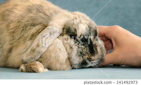 A rabbit lies relaxed while being gently petted, captured at close range with soft lighting and shallow depth of field. The image highlights comfort, trust, and the calming interaction between human A rabbit lies relaxed while being gently petted, captured at close range with soft lighting and shallow depth of field. The image highlights comfort, trust, and the calming interaction between human 141492973