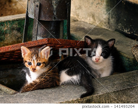 Two kittens snuggling together in an old, dilapidated place. Two kittens snuggling together in an old, dilapidated place. 141493204