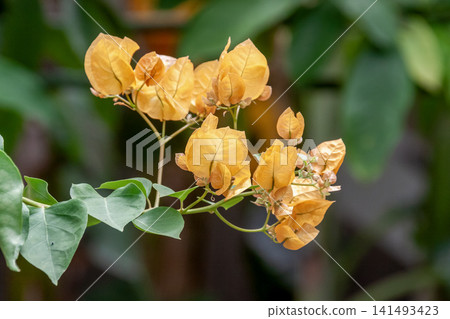 Yellow bougainvillea [Nyctaginaceae family] 141493423