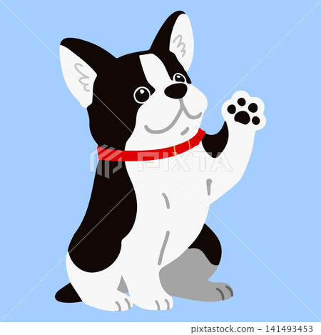 A Boston Terrier wearing a red collar is giving a paw. (No outline) A Boston Terrier wearing a red collar is giving a paw. (No outline) 141493453