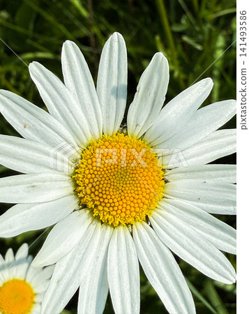 Daisy flower head showing white petals and yellow center Daisy flower head showing white petals and yellow center 141493586