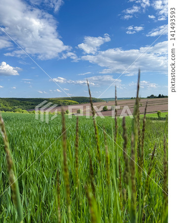 Green wheat field growing under blue sky Green wheat field growing under blue sky 141493593