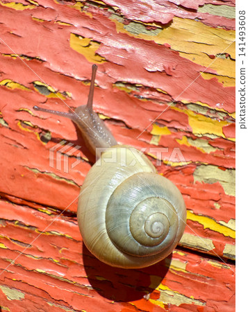 Snail crawling on peeling red and yellow paint Snail crawling on peeling red and yellow paint 141493608