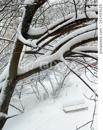 Snow covering tree branches and a park bench Snow covering tree branches and a park bench 141493639