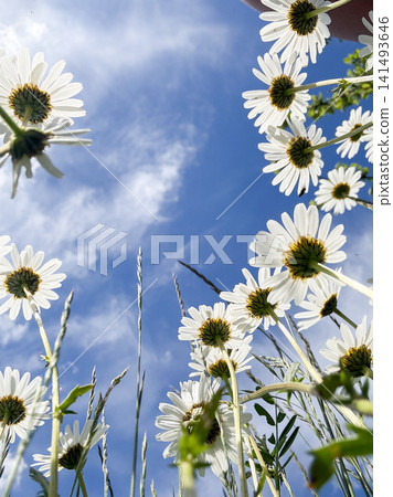 Daisies growing upwards reaching blue sky Daisies growing upwards reaching blue sky 141493646