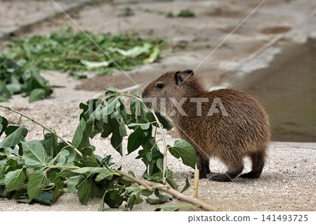 Baby capybara eating leaves on land Baby capybara eating leaves on land 141493725