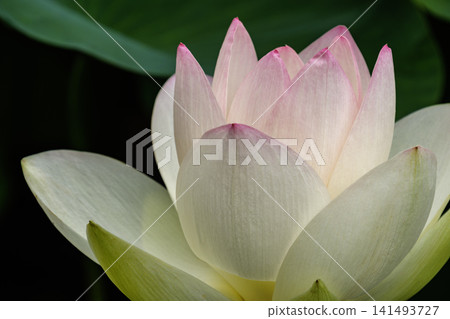 粉紅色的花瓣 粉紅色的花瓣 141493727