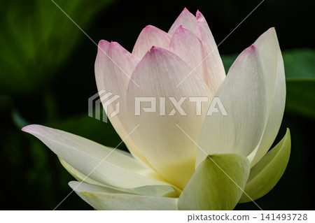 Shining petals Shining petals 141493728