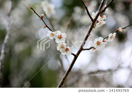 清爽的白梅花 141493769