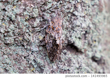 Nainiismy which stops on a tree Nainiismy which stops on a tree 141493965