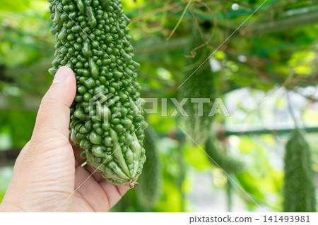 A man harvests bitter melon (goya) in his home garden in September. A man harvests bitter melon (goya) in his home garden in September. 141493981
