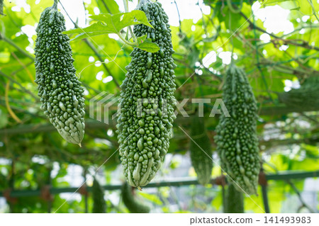 Bitter melons (goya) growing in the field, almost ready for harvest (September) - Home garden 141493983