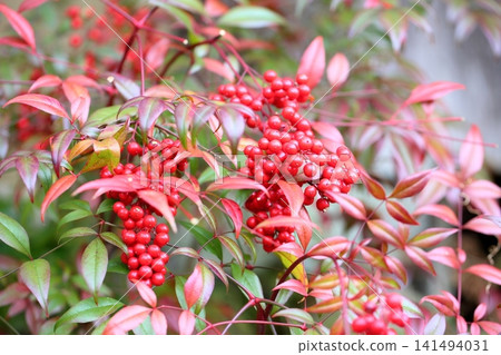 Vivid nandina berries Vivid nandina berries 141494031