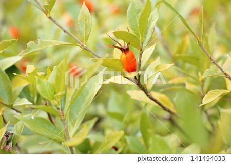 可愛的梔子花果實 可愛的梔子花果實 141494033