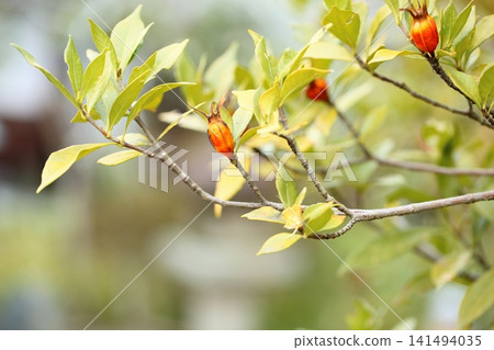 Cute Gardenia Fruit Cute Gardenia Fruit 141494035