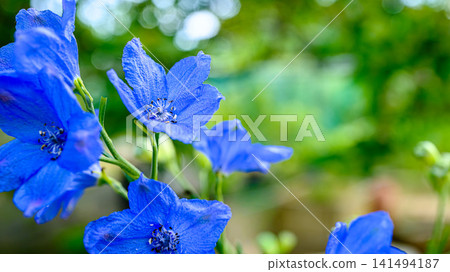 Up of Delphinium Up of Delphinium 141494187