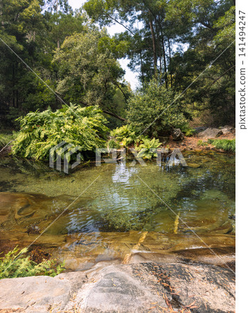 Lush forest around Poco Azul natural pool in Afife Lush forest around Poco Azul natural pool in Afife 141494247