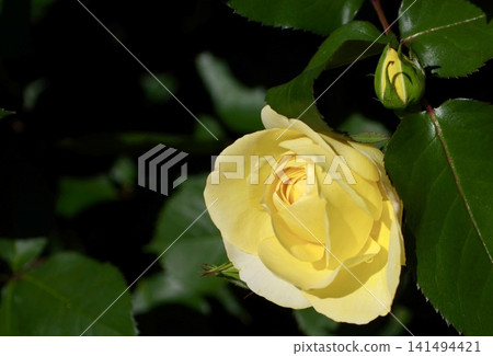 Bright yellow roses and buds Bright yellow roses and buds 141494421