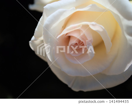 Beautiful white roses blooming in May, "Gratitude" Beautiful white roses blooming in May, "Gratitude" 141494435