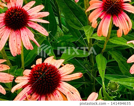 夏日花園中盛開的紫錐菊 | 紫錐菊 夏日花園中盛開的紫錐菊 | 紫錐菊 141494635