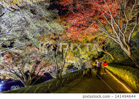 Autumn foliage light-up at Sankeien Garden in Mihara City, Hiroshima Prefecture Autumn foliage light-up at Sankeien Garden in Mihara City, Hiroshima Prefecture 141494644
